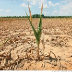 us-crop-export, Scott Olson, Getty Images