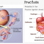glucose-fructose-digestion