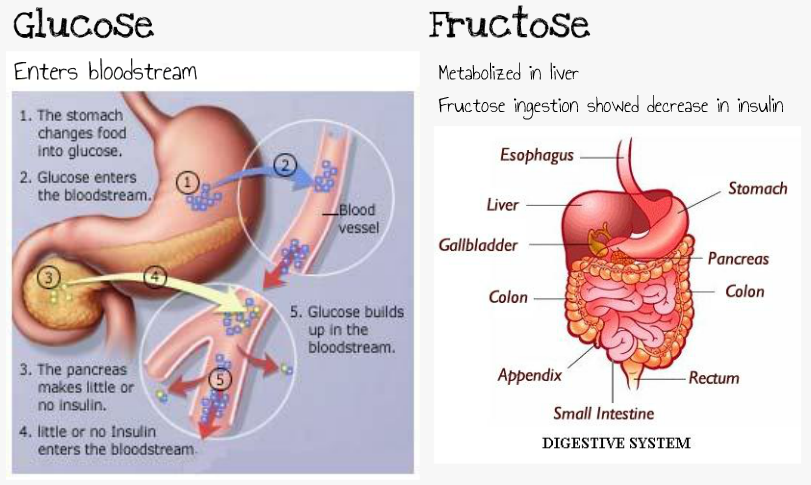 glucose-fructose-digestion